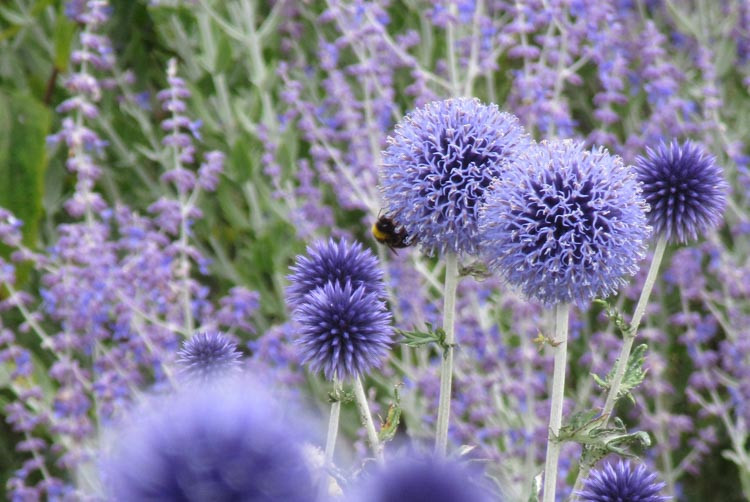 Echinops ritro 'Veitch's Blue' (Globe Thistle)